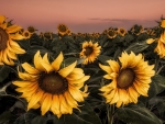 Sunflowers