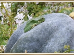 FROG ON A PUMPKIN