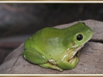 FRAMED FROG