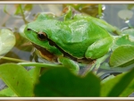 FRAMED FROG
