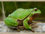 FRAMED FROG