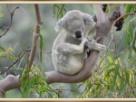 BEAUTIFUL KOALA