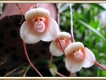 MONKEY ORCHIDS