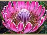 PROTEA  FLOWER