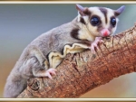 CUTE SUGAR GLIDER