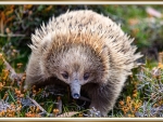 ECHIDNA