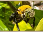 BEAUTIFUL BEE