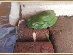 FRAMED FROG