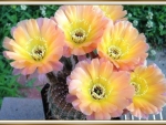 LOVELY CACTUS FLOWERS