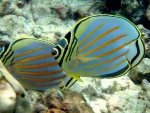 Ornate Butterfly Fish