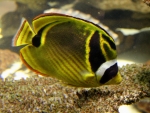 Raccoon Butterfly Fish