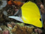 Yellow Longnose Butterfly Fish