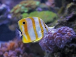Copperband Butterfly Fish