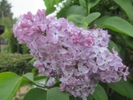 Lilacs Blooms