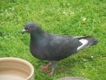 Walter Wood Pidgeon