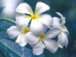 Plumeria