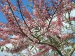 Pink Shower Tree