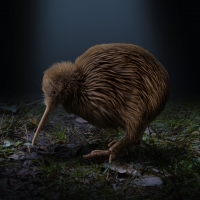 The Kiwi