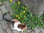 Cat and flowers