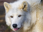 Arctic Wolf