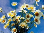 Chamomile