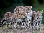 Leopards Kenya