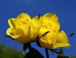 yellow roses