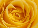 Yellow Rose