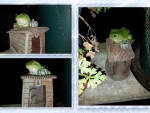 FROG COLLAGE