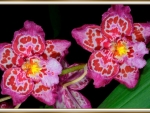 PRETTY ORCHIDS