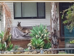 RESTING KANGAROO