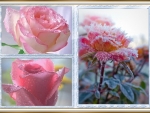 ROSE COLLAGE