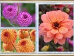 FLOWER COLLAGE