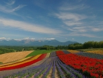 Field of Flowers - Hokkaido