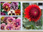 FLOWER COLLAGE