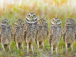Burrowing Owls