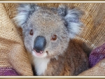 KOALA JOEY