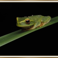 FRAMED FROG,