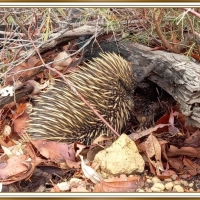 ECHIDNA