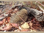 ECHIDNA