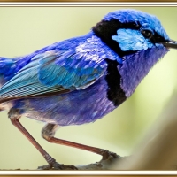 BLUE WREN