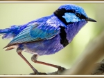 BLUE WREN