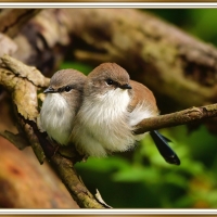 CUTE LITTLE BIRDS