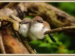 CUTE LITTLE BIRDS