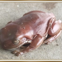 FRAMED FROG