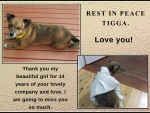 REST IN PEACE TIGGA