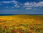 flower meadow at the ocean coast