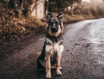 German Shepherd