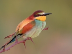 Bee Eater