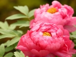 Bright-pink-peonies
